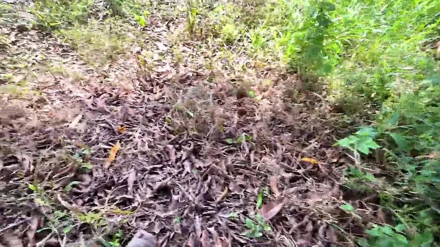 Sara Sodi and Hector sneak off to the forest for sex after work