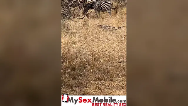 Angel Emily, a French teen, sucks and gets fucked outside on a safari